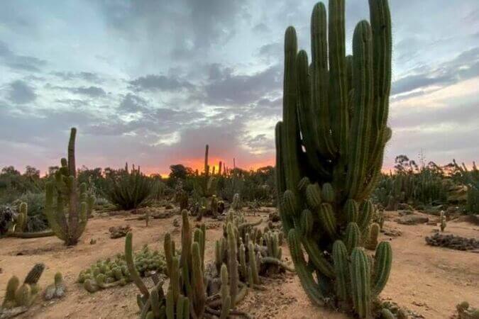 Cactus Country  - 