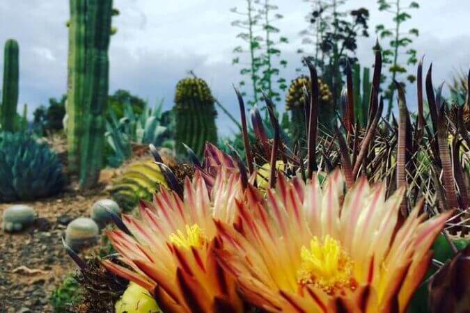 Cactus Country  - 